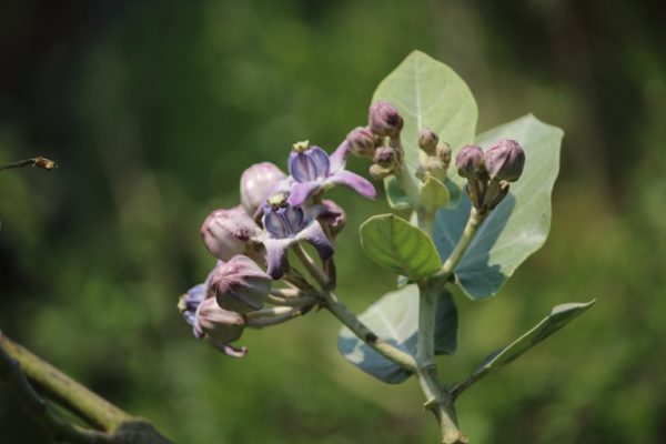 Calotropis gigantea (L.) Dryand.