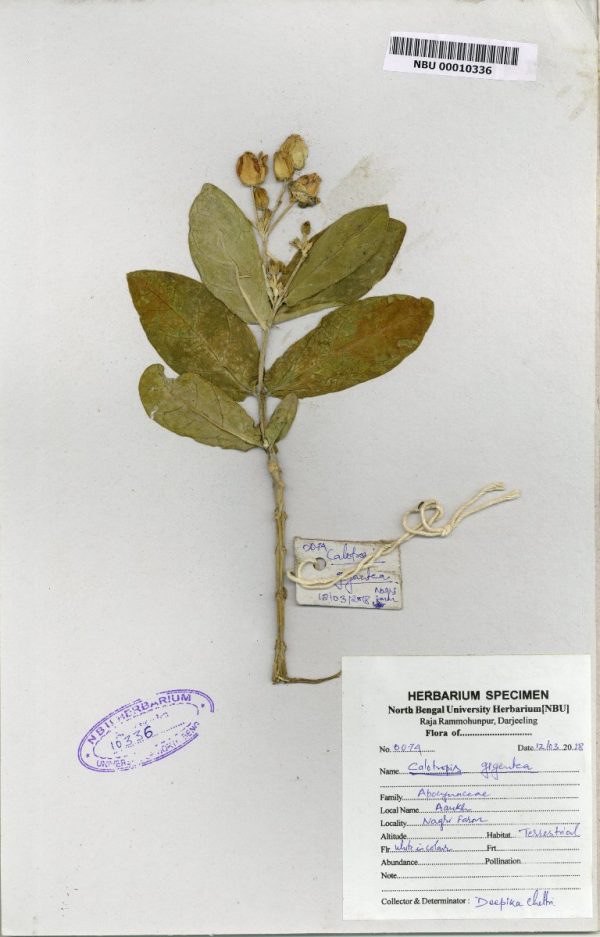 NBU 00010336 Calotropis gigantea