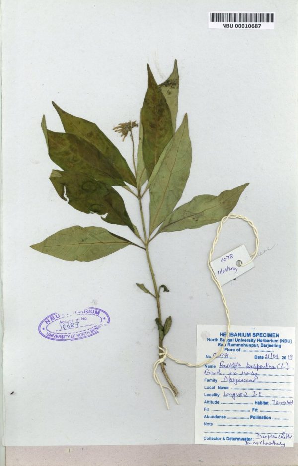NBU 00010687 Rauvolfia serpentina