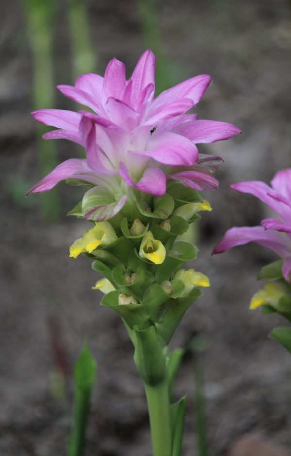Curcuma aromatica Salisb.
