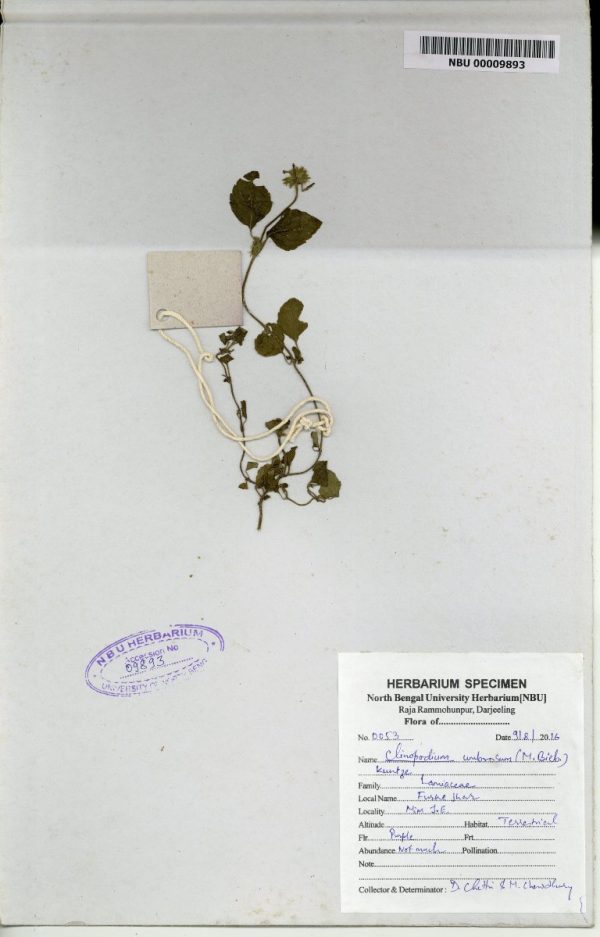 NBU 00009893 Clinopodium umbrosum