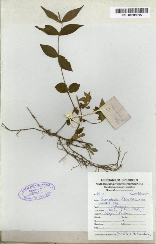 NBU 00009895 Gonostegia hirta