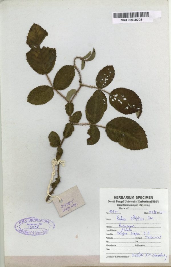 NBU 00010708 Rubus ellipticus
