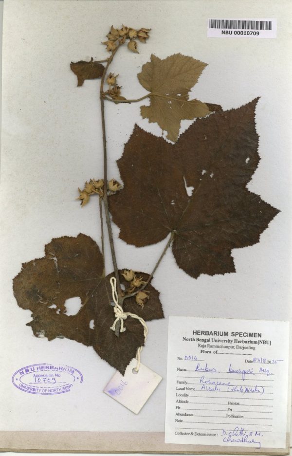 NBU 00010709 Rubus buergeri