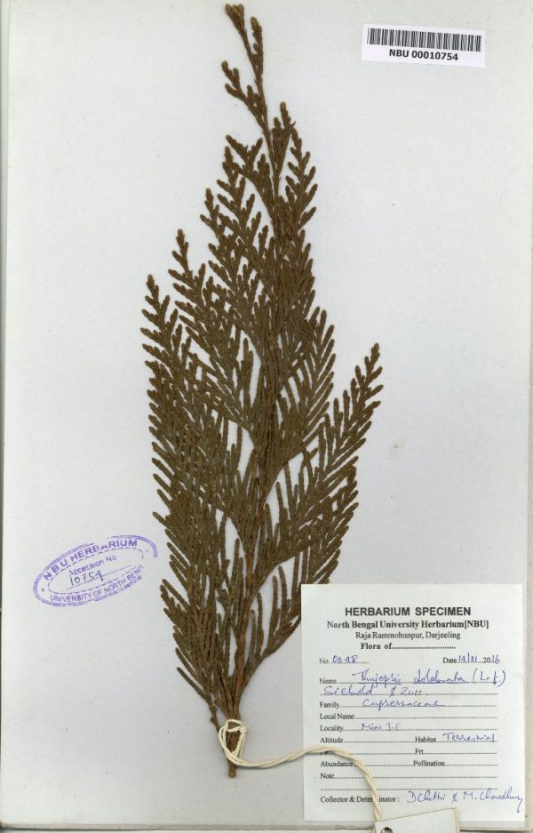 NBU 00010754 Thujopsis dolabrata