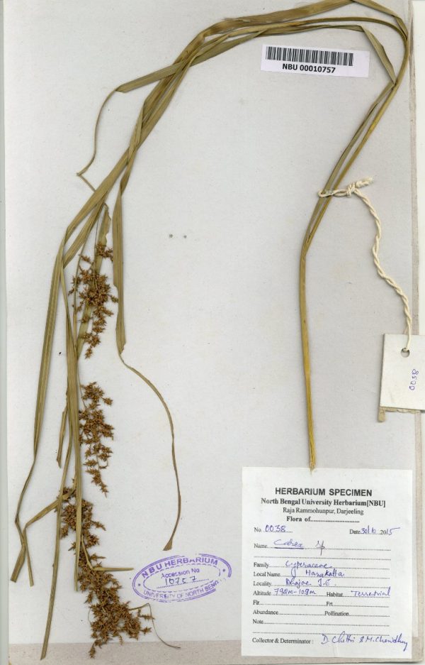 NBU 00010757 Carex sp