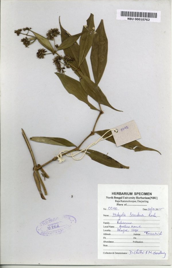 NBU 00010762 Hedyotis scandens