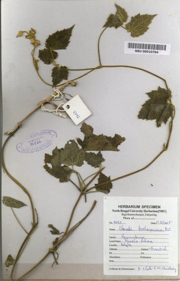 NBU 00010766 Clematis buchananiana