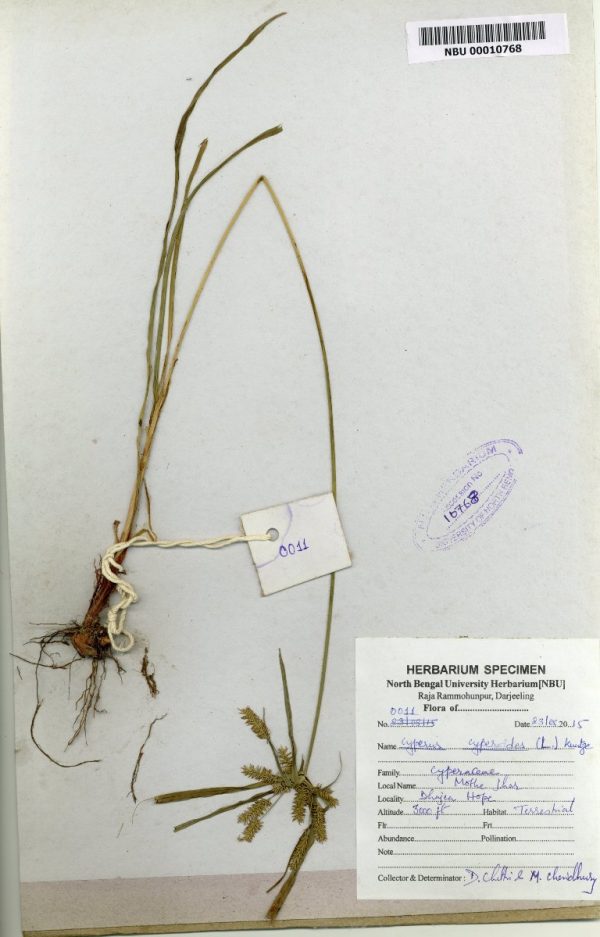 NBU 00010768 Cyperus cyperoides