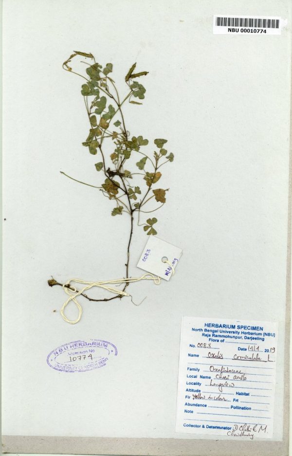 NBU 00010774 Oxalis corniculata