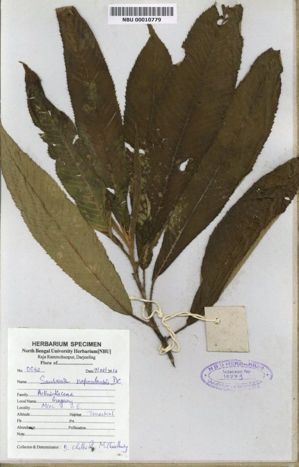 NBU 00010779 Saurauia nepaulensis