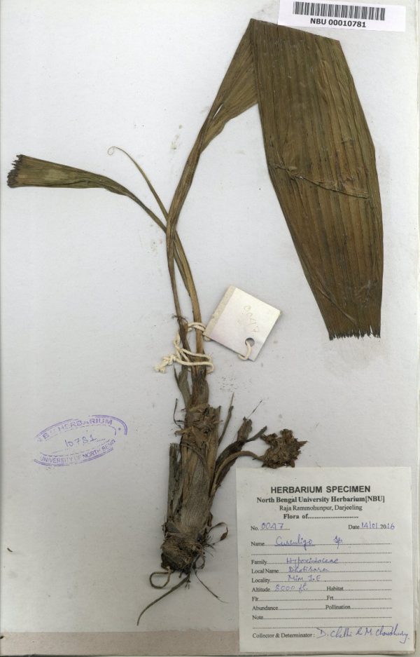 NBU 00010781 Curculigo sp