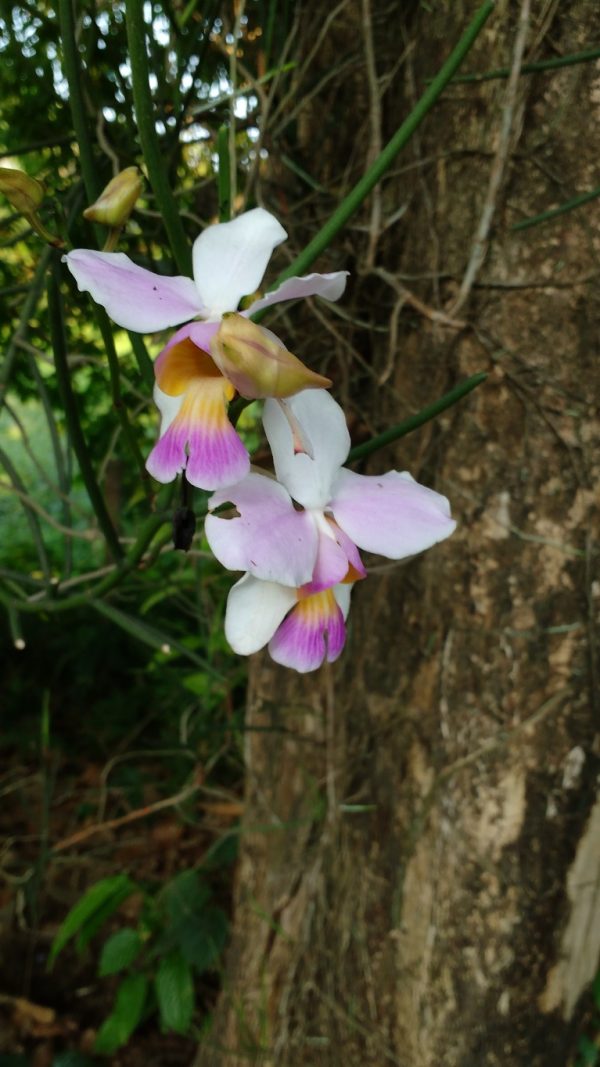 Papilionanthe teres (Roxb.) Schltr.
