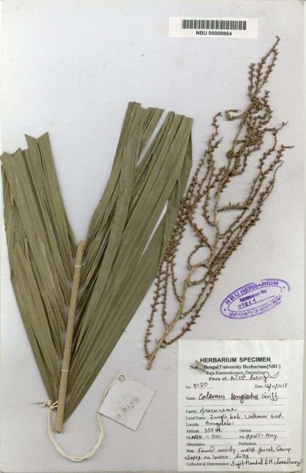 Calamus longisetus