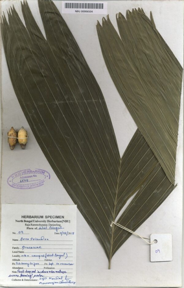 NBU 00006504