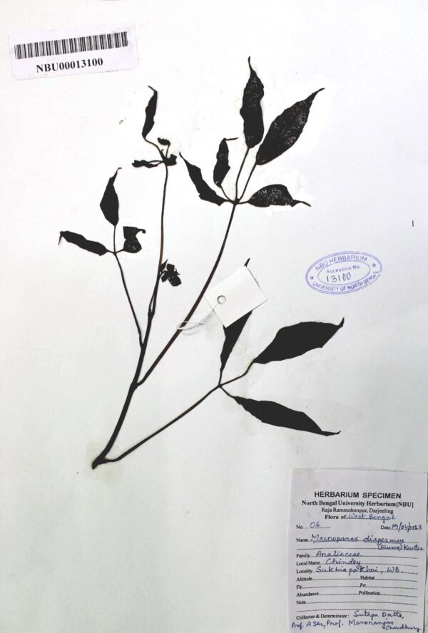 macropanax