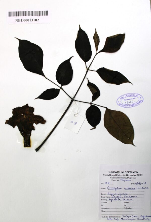 oroxylum