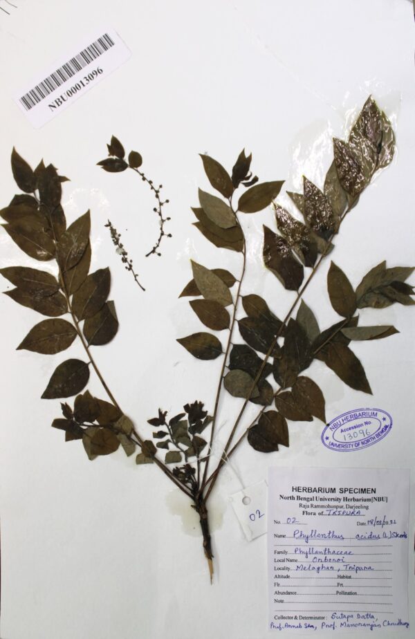 phyllanthus