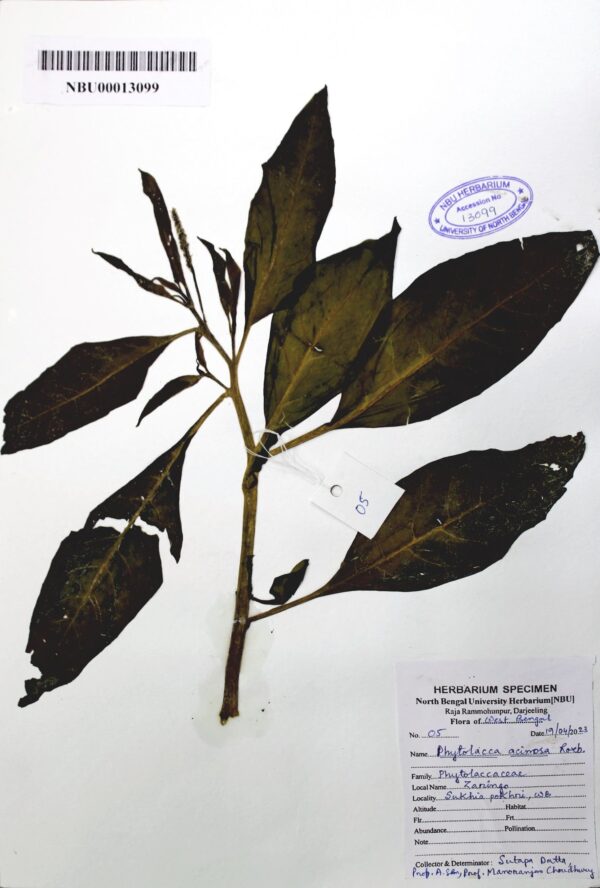 phytolacca