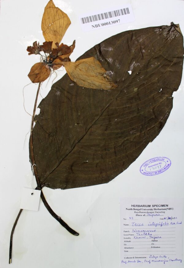 tacca