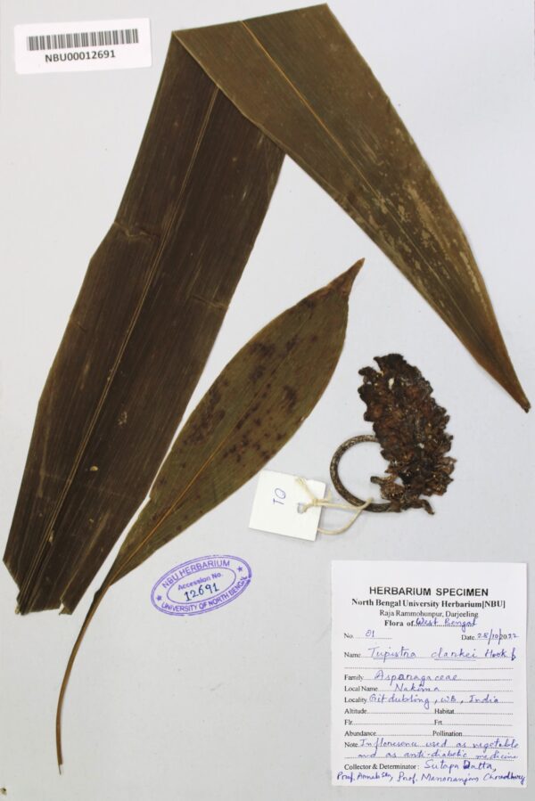 tupistra _1