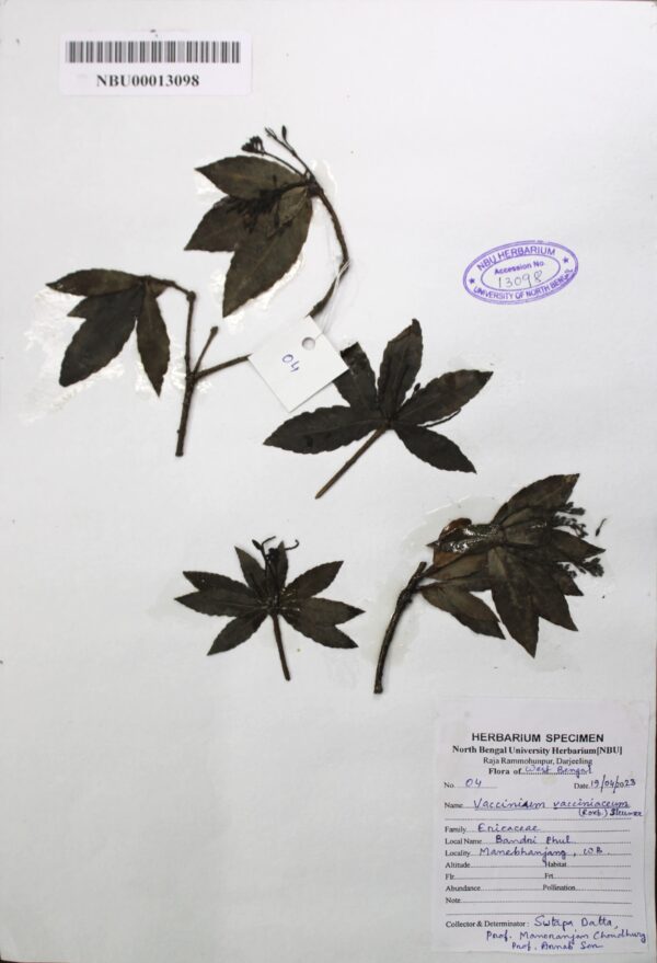 vaccinium