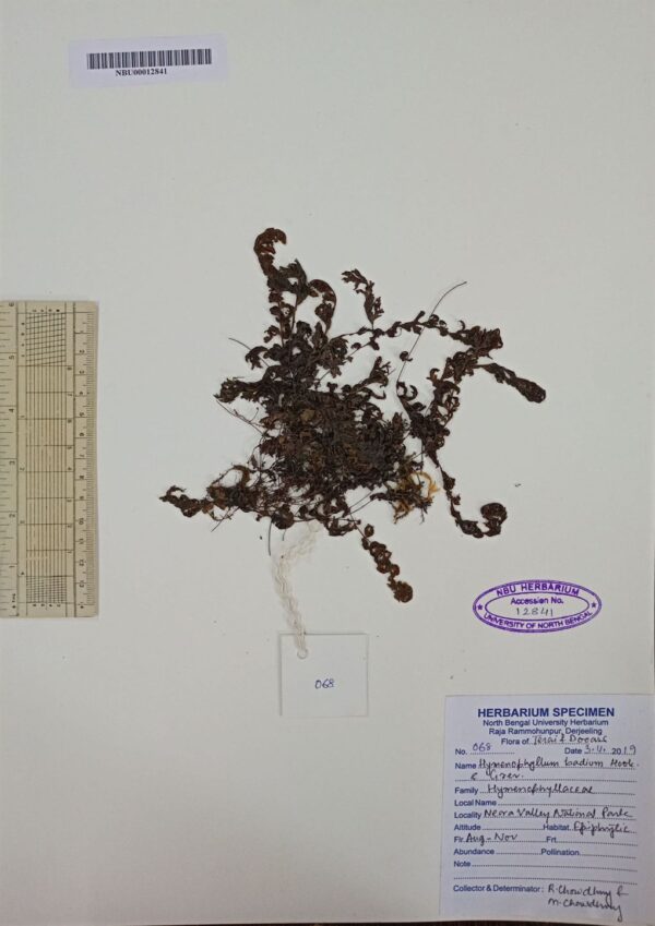 41_1 (1)2